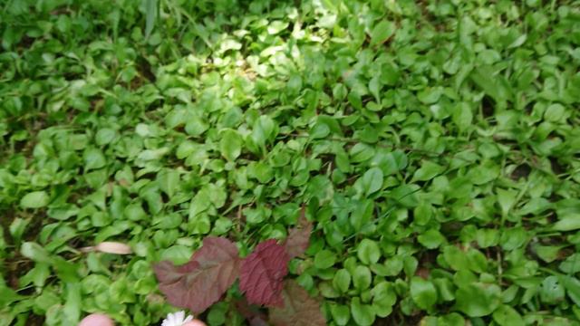 день с басиками на даче Басик и Рома играют в Робинзона Крузо