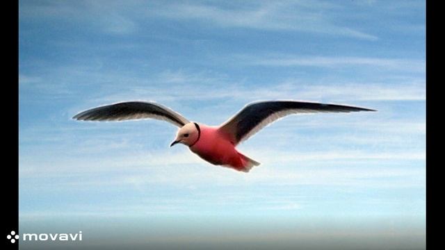 Уникальная птица озера Байкал