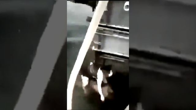 Собака спасает кошку во время наводнения