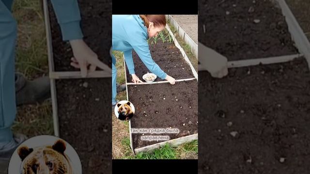 Высаживаем летний (яровой) чеснок