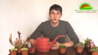 Венерина мухоловка Уход за Дионеей