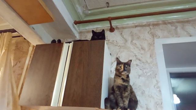Залезли посмотреть на пол залитый