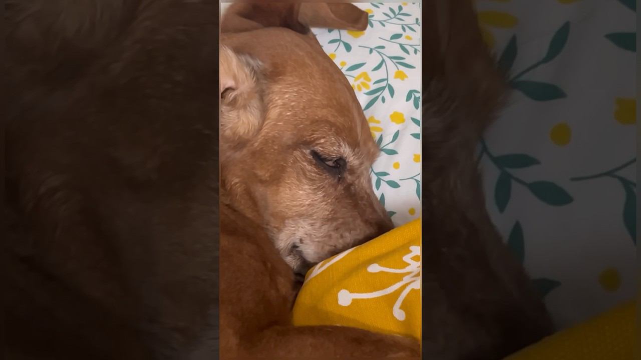 КОГДА ВЫПИЛ ПРЕДТРЕН И УСНУЛ❤️ #gym #motivation #viral #trending #dog #pet #funny #happy #edit