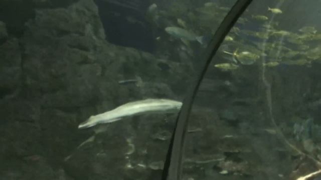 Адлер. Океанариум. (2-я часть) 8 декабря 2018 г.