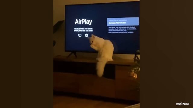 Funniest Cats Videos that Will Brighten Up Your Day! ?Funniest Cat Videos