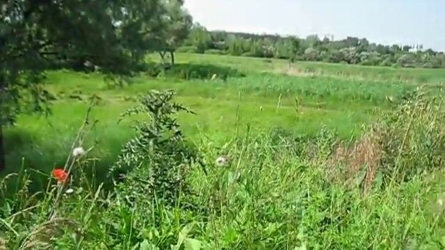 Дикие красные маки