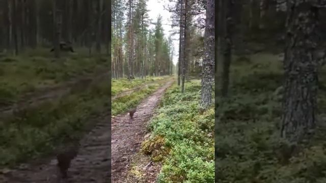 ОЧЕНЬ ХИТРЫЙ КРОЛИК ОБМАНУЛ СОБАКУ!