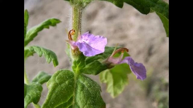 Дубровник чесночный   Teucrium scordium