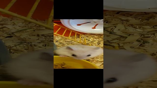 20230526_053511.mp4