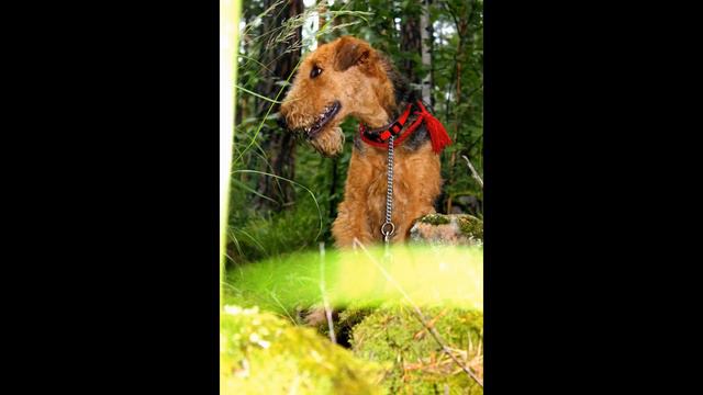 Calm Heritage of Nessland (Sonia) - Airedale Terrier. 2014.