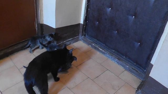 17.07.2012 г. Кошка, котята и голубь.MTS00436