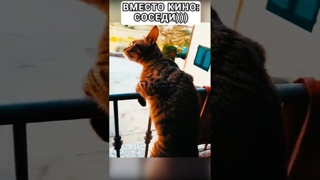 соседи вместо кинотеатра