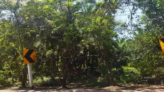 просто день, природа, дорога. ч.2 пальмы, солнечно. самут сонгкрам samut songkhram สมุทรสงคราม