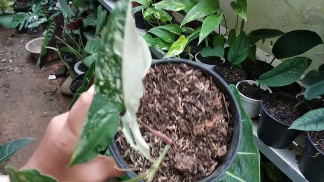 Cara Merawat Syngonium Variegata #syngoniumplantcare
