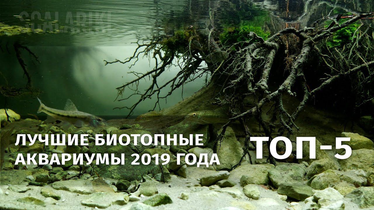 Топ-5 биотопных аквариумов 2019 года / Top-5 Biotope Aquarium Design Contest 2019