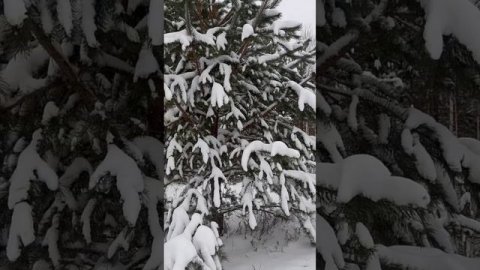 6 января 2024, деревья в снегу, сибирский лес #shorts
