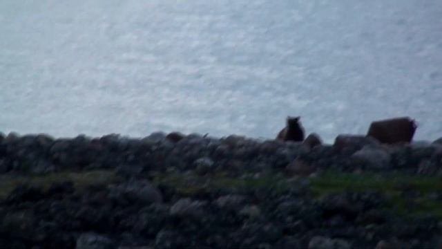 20170715225714  медведи