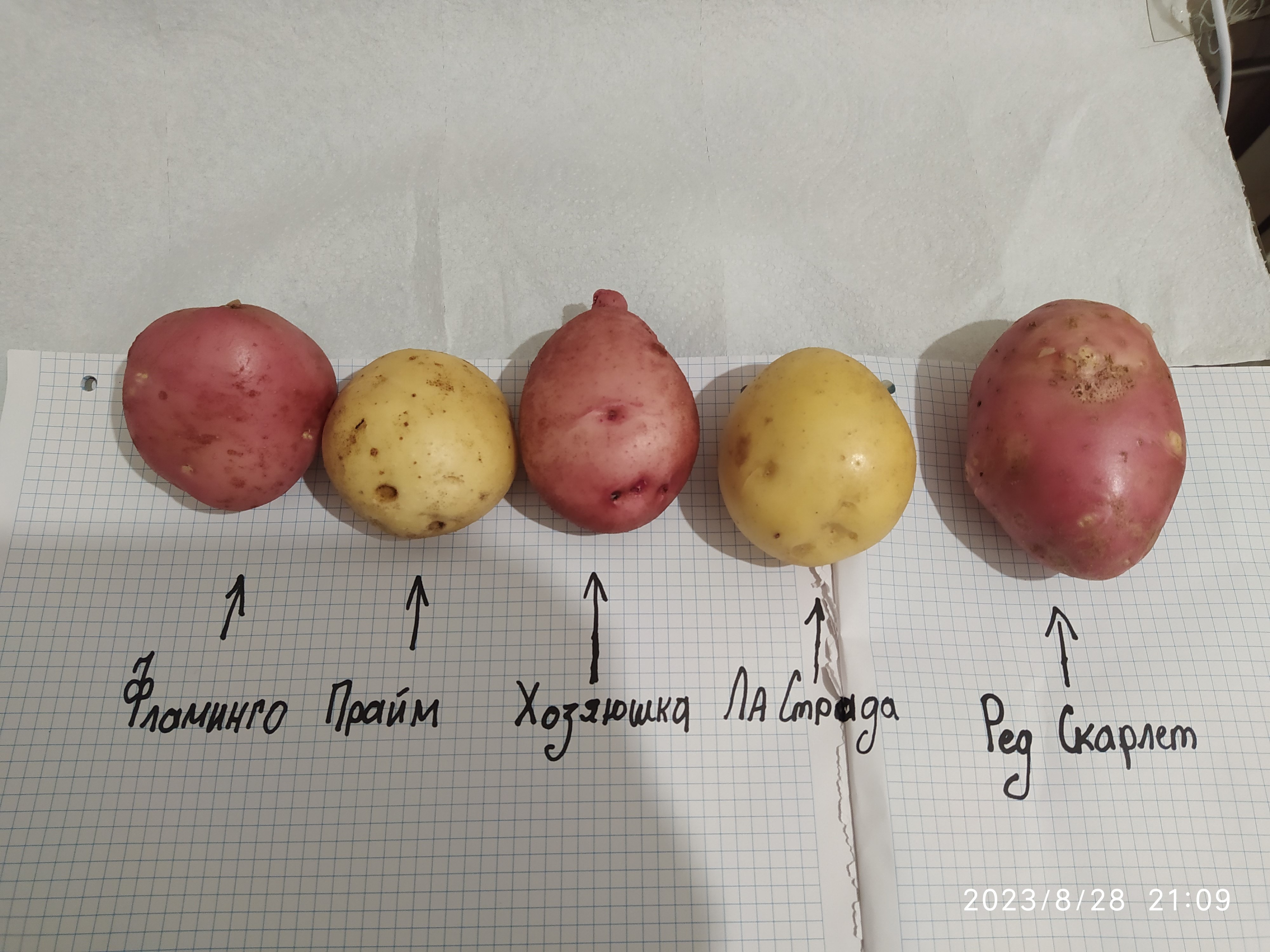 Картофель отварной, 11 сортов. ( 3 часть )