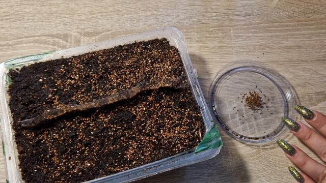 Как сажать анютины глазки(виола). Как вырастить анютины глазки(виолу)из семян.