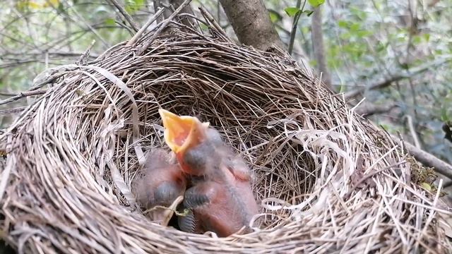Black Bird Feeding and Nurturing their Nestlings part 5