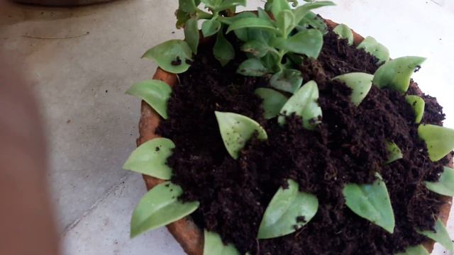 How to grow  baby sun rose plant propagation  for lives.