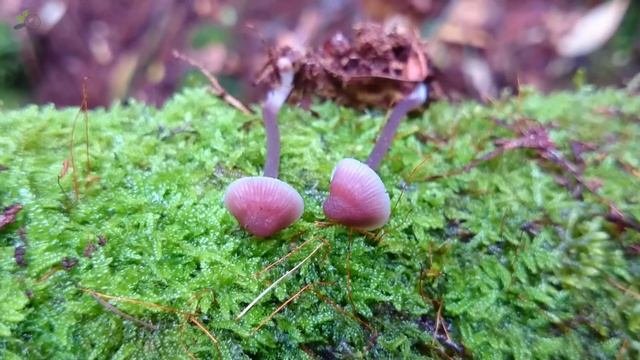 Lilac Bonnet Mycena pura no latex