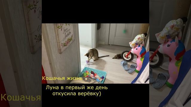 Подвесная дразнилка для кошек)