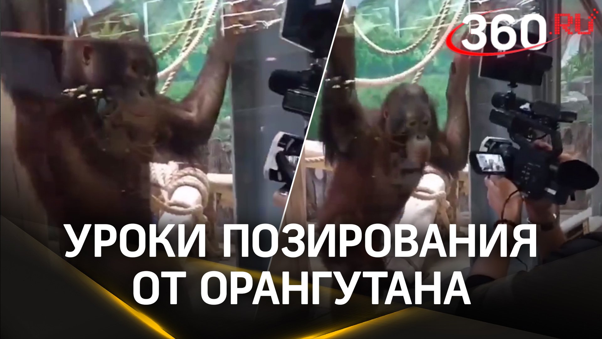 Уроки позирования на фотосессии от орангутана Оле в Калининградском зоопарке