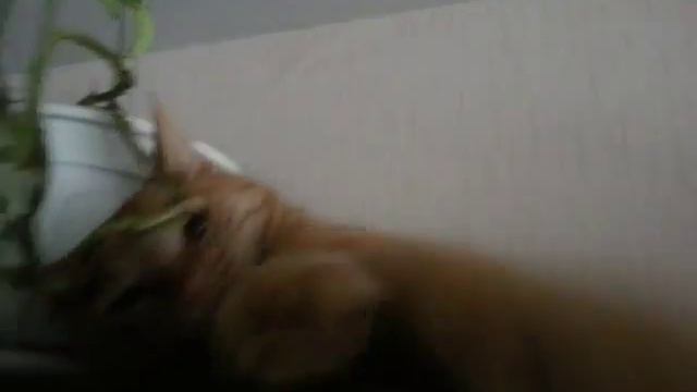 Красивый рыжий кот играет с рукой