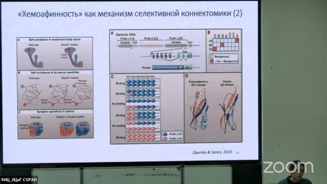 Владимир Музыка "Пути и механизмы специализации нейронов"