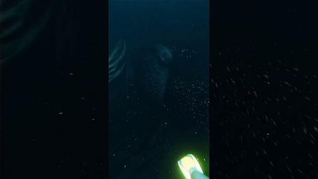 #дайвинг #хоррор #океан #подводныймир #аквариум #спорт #шортс