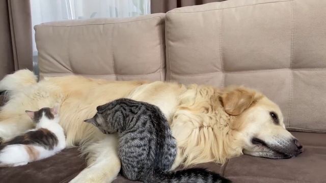 Котятки любят собачку как свою маму