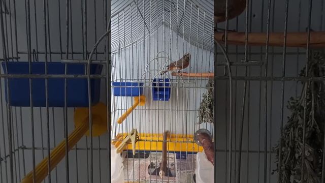 Садовая горихвостка