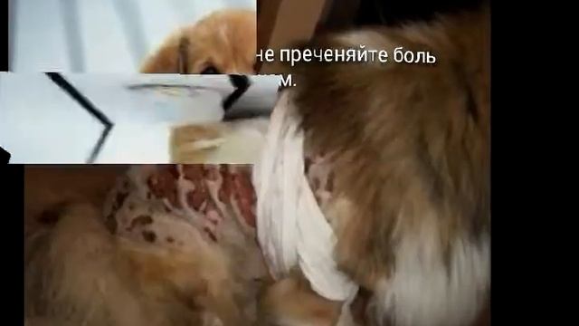 Собаки) Делала сама для групы (ссылка в описание.