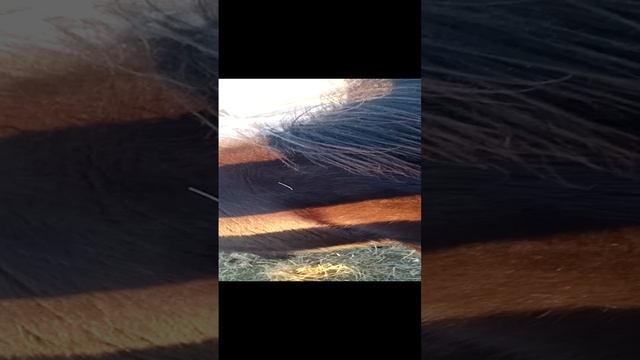 586.mp4