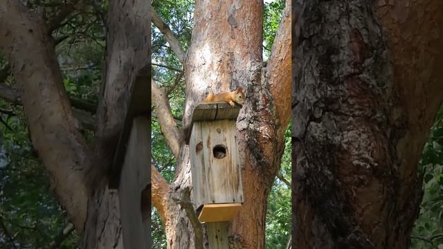 Лучший папа. #белка #бельчонок