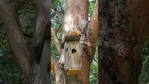 Лучший папа. #белка #бельчонок