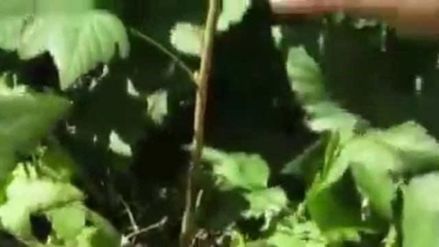 Летняя обрезка чёрной смородины 1