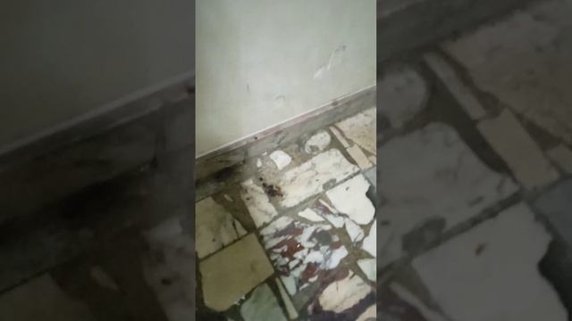 ОТ КУДА КРОВЬ НА ПОЛУ В ПОЛИЦИИ ПО ГОРОДСКОМУ ОКРУГУ ДОЛГОПРУДНЫЙ? КОГО ЖЕ ИЗБИЛИ ПОЛИЦЕЙСКИЕ?