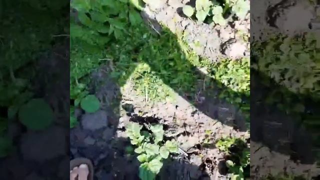 Жизнь в деревне.Газон для ленивых! Первый покос белого клевера!