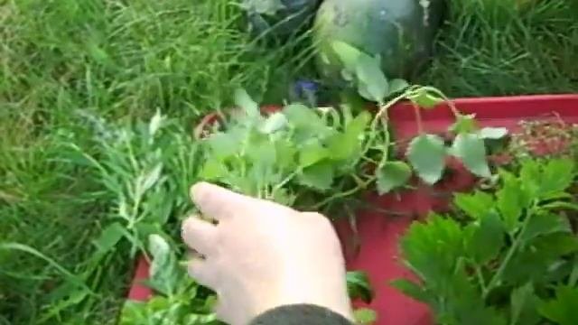 Урожай 2017\Тыква, перец и пряно-ароматные травы