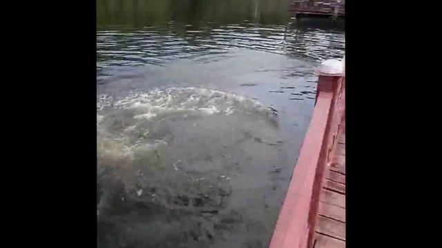 Призёр по прыжкам в воду [MASTER CLASS]