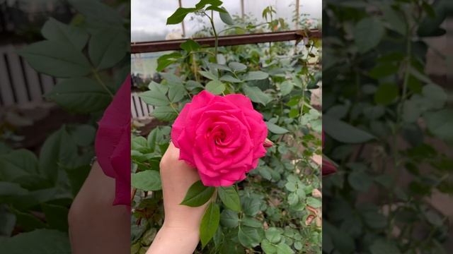 плетистая роза Маритим