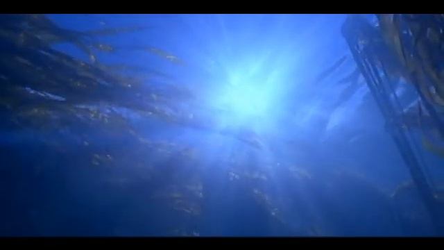 изделия из морских водорослей