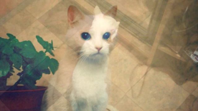 К собачьему приюту подкинули глухого котика. Дальше произошло Ужасное!
