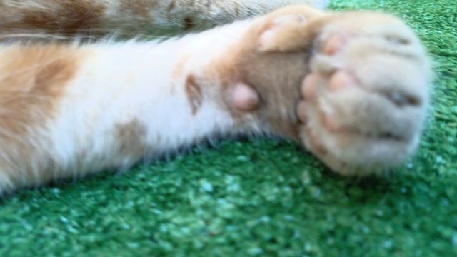 песня про кота Рыжика (2часть)