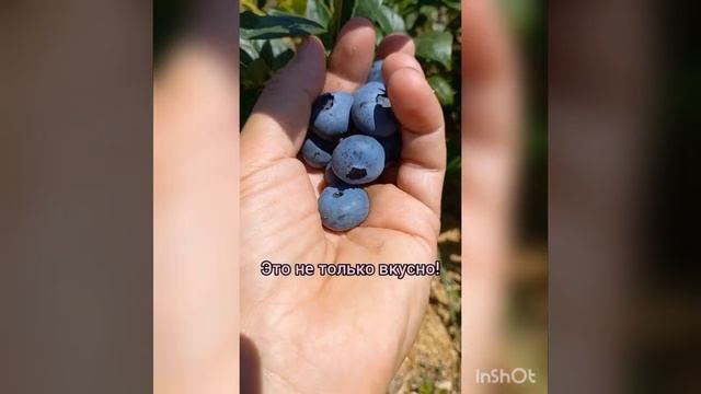 Приглашение на онлайн-курс "Выращивание голубики садовой высокорослой" Старт 17 января!