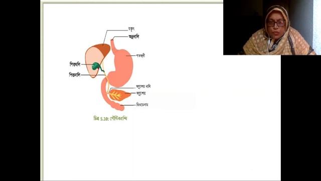 Digestive Gland