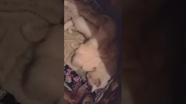 Турецкая ангора котята и кошка