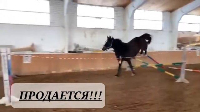 Лошадь продается. Находиться в Смоленской обл.